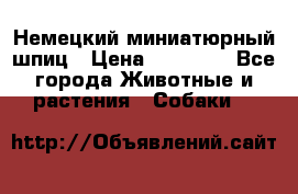 Немецкий миниатюрный шпиц › Цена ­ 60 000 - Все города Животные и растения » Собаки   
